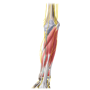 Anterior branch of lateral antebrachial cutaneous nerve (#20449)