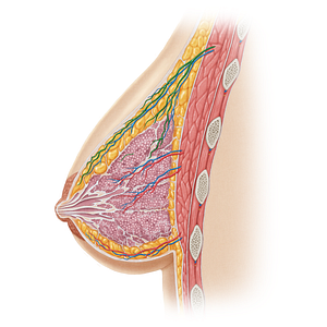 Lateral mammary branches of lateral thoracic artery (#19630)
