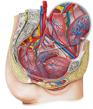 Left middle anorectal artery (#1728)