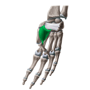 Flexor pollicis brevis muscle (#5381)