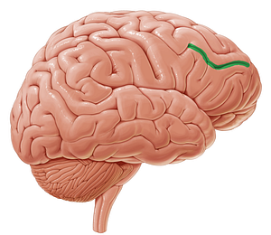 Inferior frontal sulcus (#9256)