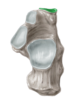 Articular surface for cuboid of calcaneus (#3457)