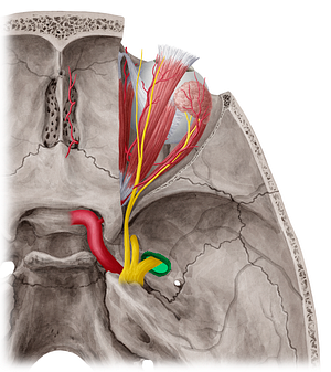 Foramen ovale (#3791)