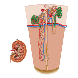 Proximal tubule (#17183)