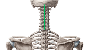 Nuchal ligament (#4581)