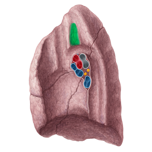Tracheal impression of right lung (#21317)