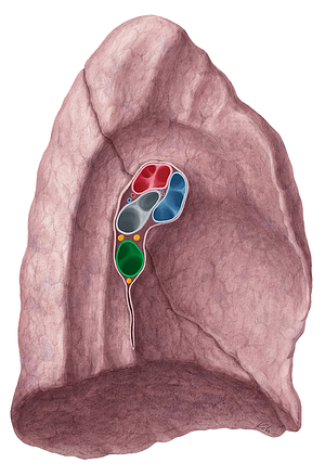 Left inferior pulmonary vein (#10510)