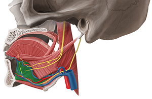 Genioglossus muscle (#5401)