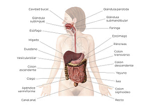 Digestive system (Spanish)
