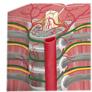 Posterior intercostal artery (#1156)
