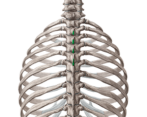 Spinous processes of vertebrae T2-T5 (#8273)