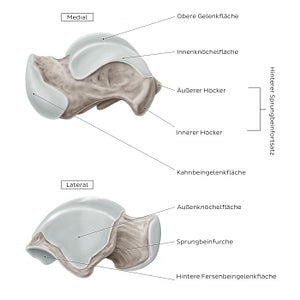 Talus (Medial and lateral view) (German)