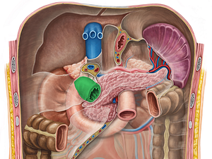 Superior part of duodenum (#7787)