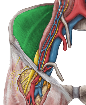 Iliac fascia (#3561)