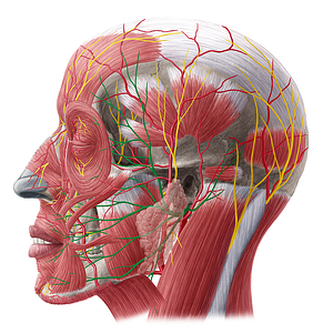 Facial nerve (#6400)