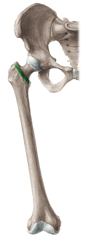Intertrochanteric line of femur (#4703)