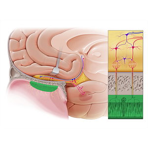 Olfactory part of nasal mucosa (#5113)