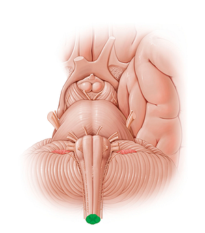 Cervical part of spinal cord (#13826)