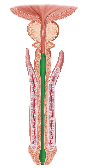 Spongy part of urethra (#7774)
