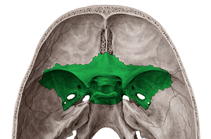 Sphenoid bone (#7517)
