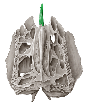 Perpendicular plate of ethmoid bone (#4413)