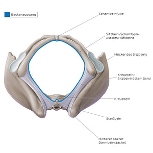 Bony pelvis (inferior view) (German)