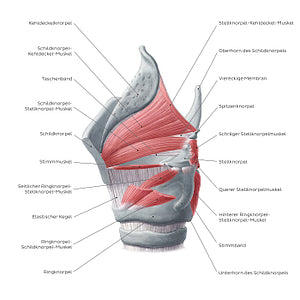 Muscles of the larynx: lateral view (German)