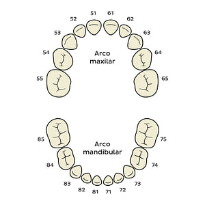 FDI/ISO System (deciduous teeth) (Spanish)