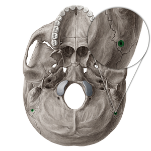 Mastoid foramen (#3771)