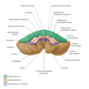 Cerebellum - Anterior view (Portuguese)