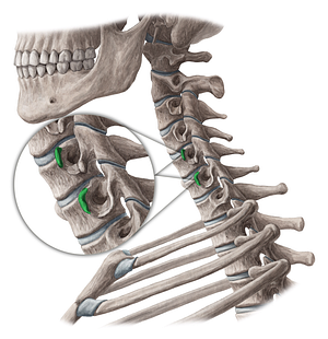 Anterior tubercles of transverse processes of vertebrae C5-C6 (#9695)
