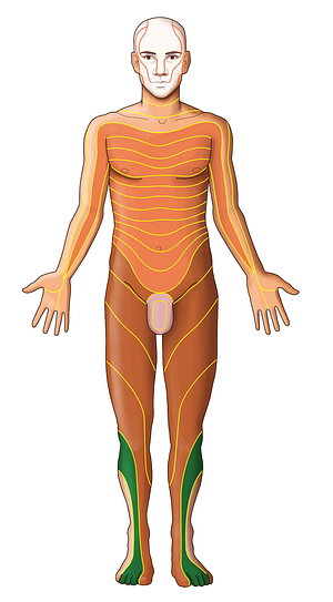 L5 dermatome (#13072)