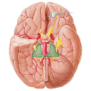 Cerebellopontine cistern (#21416)