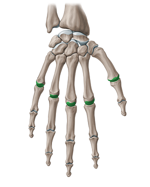 Metacarpophalangeal joints (#18788)