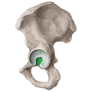 Acetabular fossa of hip bone (#20308)