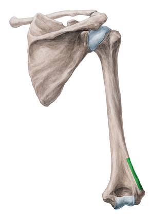 Lateral supracondylar ridge of humerus (#3133)