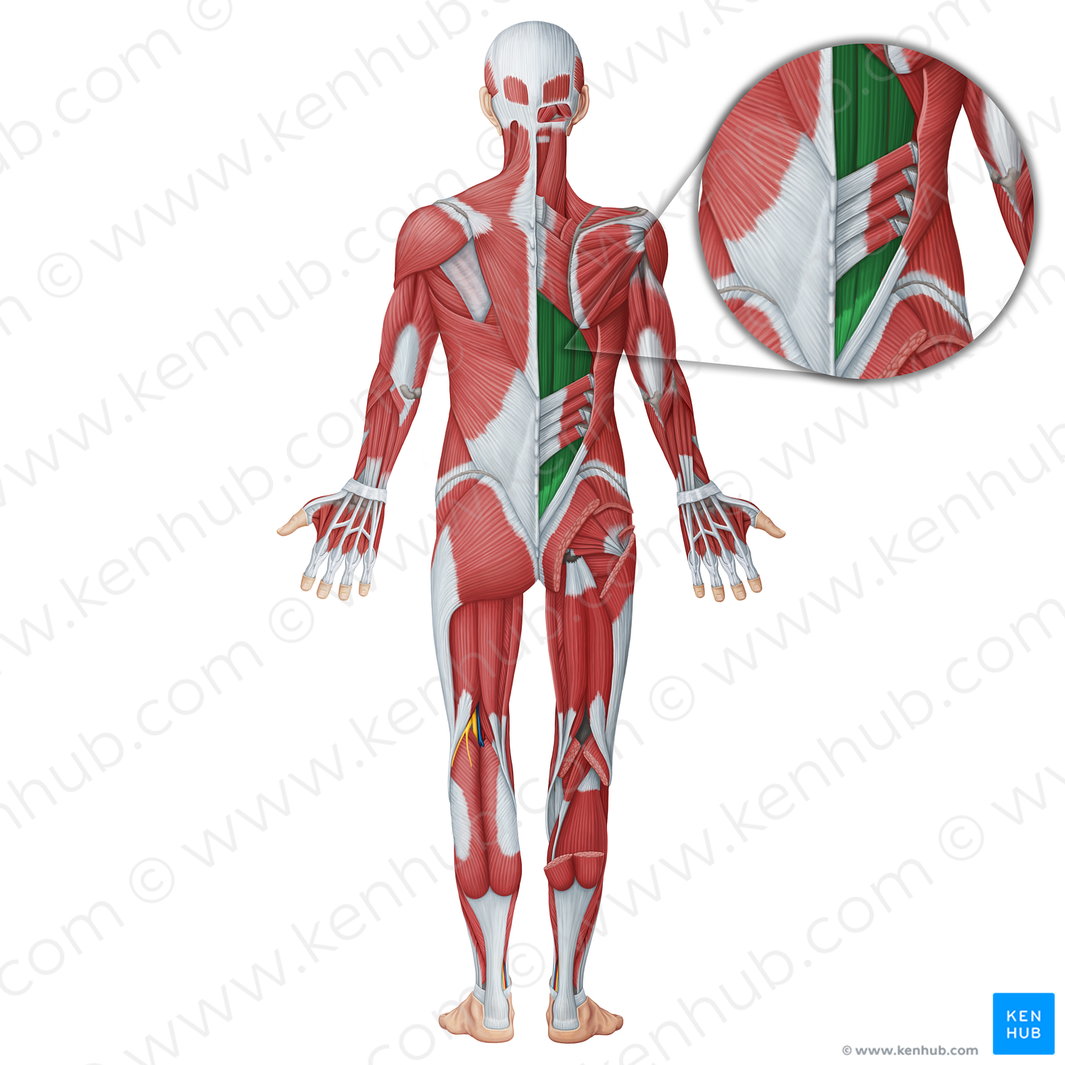 Erector Spinae Muscle (#18657) – Kenhub Image License Store