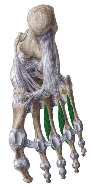 Plantar interossei muscles (#5133)