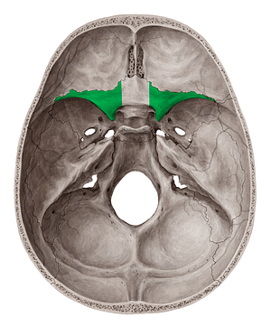 Lesser wing of sphenoid bone (#610)