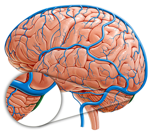 Occipital sinus (#9024)
