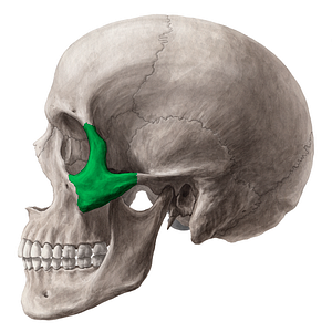 Zygomatic bone (#7575)