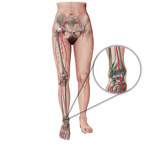 Malleolar arteries (#19407)