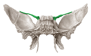 Lesser wing of sphenoid bone (#616)