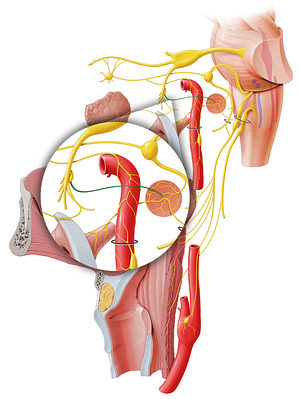 Lesser petrosal nerve (#6676)