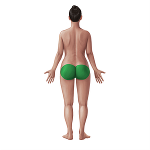 Gluteal region (#21092)