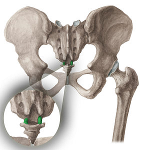 Coccygeal cornu (#16047)