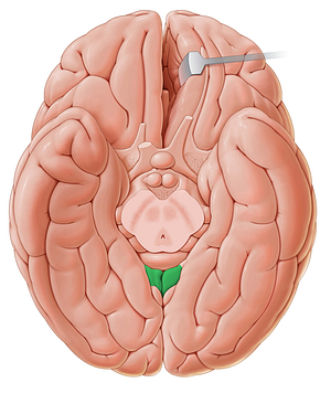 Isthmus of cingulate gyrus (#4335)