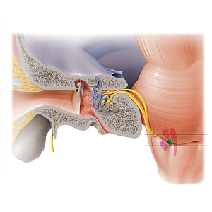 Inferior vestibular nucleus (#7271)