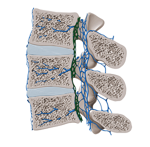 Anterior internal vertebral venous plexus (#8056)