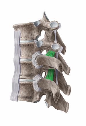 Superior costotransverse ligament (#11263)